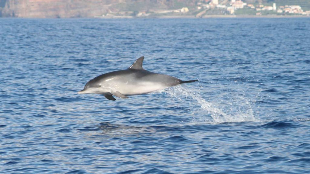 Whales and dolphins rota-dos-cetáceos